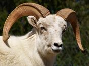 2005 04 27 1582 Dall Sheep.jpg