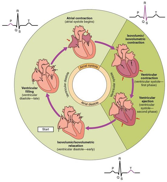 File:2027 Phases of the Cardiac Cycle.jpg