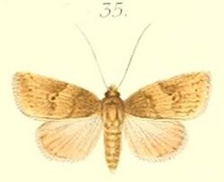 35-Beara subrubra=Erizada subrubra (Pagenstecher 1900).JPG