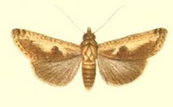 40-Lophoptera albicans=Gyrtona albicans (Pagenstecher 1900).JPG