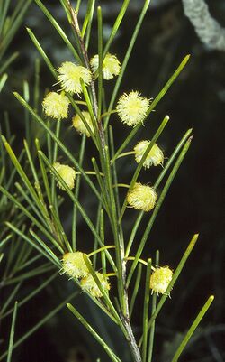 Acacia quadrilateralis.jpg