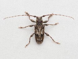 Aegomorphus modestus 305306772.jpg