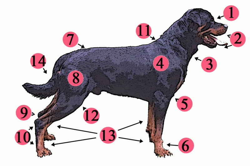 File:Anatomy dog.png