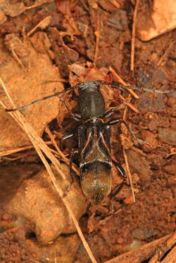 Ant-mimic Longhorned Beetle - Cyrtophorus verrucosus, G. R. Thompson Wildlife Management Area, Linden, Virginia.jpg