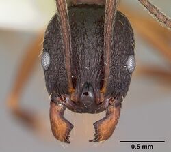 Aphaenogaster picea casent0104844 head 1.jpg
