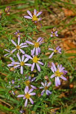 Asteraceae - Galatella sedifolia.jpg