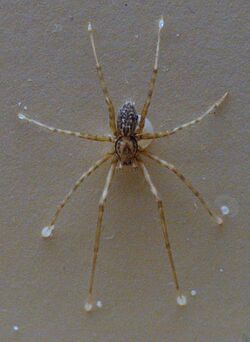 AustralianMuseum spider specimen 69.JPG