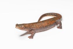 Bolitoglossa schizodactyla salamander.jpg