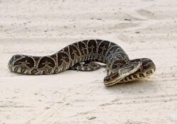 Bothrops alternatus in Brazil.jpg