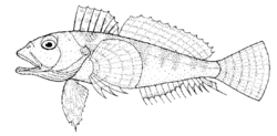 Bovichtus variegatus (Thornfish).gif