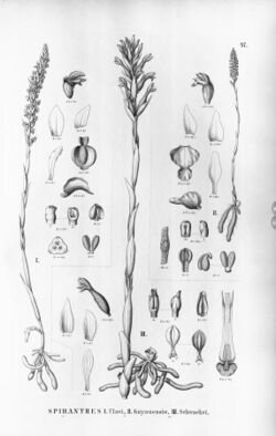 Brachystele dilatata (as Spiranthes ulaei) - Brachystele guayanensis (as Spiranthes guayanensis, spelled S. guyanensis) - Sarcoglottis schwackei (as Spiranthes schwackei).jpg
