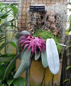 Bulbophyllum fletcherianum, whole plant, Pengo.jpg