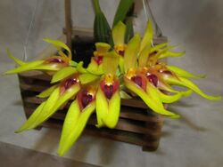 Bulbophyllum graveolens.jpg
