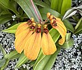 Bulbophyllum mastersianum 33498.JPG