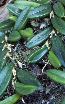 Bulbophyllum shepherdii.jpg