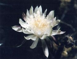 Cereus greggii flower.jpg