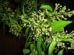 Cestrum nocturnum Madagascar 1.jpg