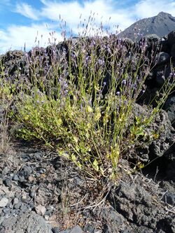 Chã das Caldeiras-Lavandula rotundifolia (1).jpg
