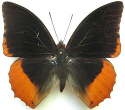 Charaxes protoclea protoclea.jpg