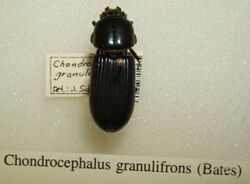 Chondrocephalus granulifrons sjh.jpg