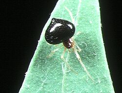 Chrysso.albipes.female.black.type.-.tanikawa.jpg