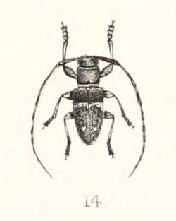 Cincinnata fasciata 1894.jpg