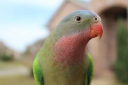 A curious male Princess parrot.