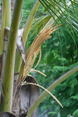 Coconut Palm flowers.jpg