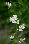 Crataegus spathulata.jpg