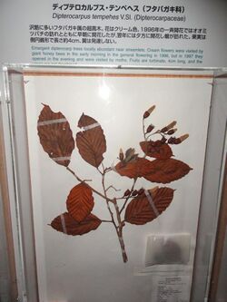 Dipterocarpus tempehes - Kyoto University Museum - DSC06464.JPG