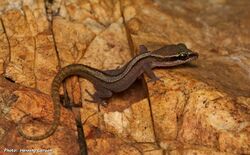 Dixonius kaweesaki, Sam Roi Yot leaf-toed gecko.jpg