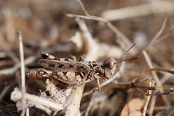 Dociostaurus sp. female (5012950782).jpg