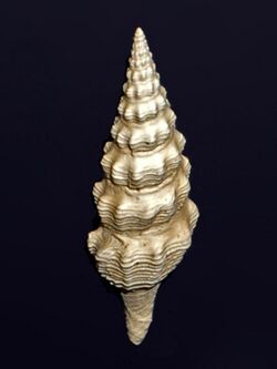 Drilliidae - Stenodrillia bellardii.JPG