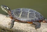 Eastern Painted Turtle (Chrysemys picta picta) (49866261538) (cropped).jpg
