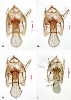 Ectoedemia degeeri male genitalia.JPG