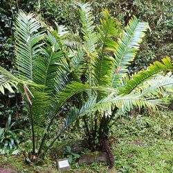 Encephalartos kisambo-IMG 9673.JPG