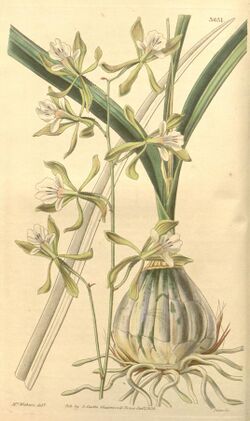 Encyclia adenocarpa (as Epidendrum papillosum ) - Curtis' 65 (N.S. 12) pl. 3631 (1839).jpg