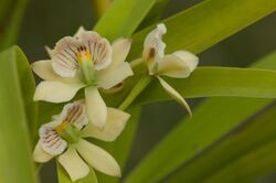 Encyclia radiata (27778641095).jpg