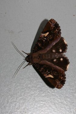 Ercheia pulchrivenula (Noctuidae Catocalinae).jpg