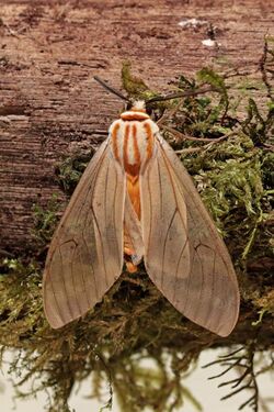 Erebid moth (Amastus aconia rumina).jpg