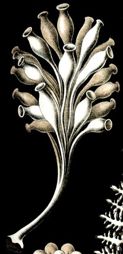 Illustration of "Ernstia gracilis" by Ernst Haeckel