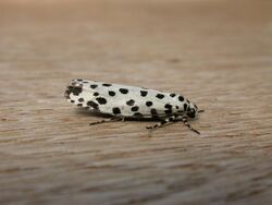 Ethmia clytodoxa1.jpg