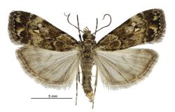 Eudonia dinodes male.jpg