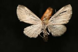 Eupithecia placidata.jpg
