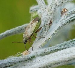 Europiella decolor (Miridae) - (female imago), Texel, the Netherlands - 2.jpg