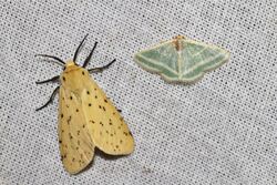Eyralpenus testacea (Arctiidae) - left and Mixocera albistrigata (Geometridae) - right (4757269786).jpg