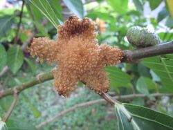 Ficus septica female fig at maturity.JPG