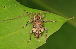 Flat-faced Longhorn Beetle - Astylopsis macula, Colchester Park, Mason Neck, Virginia.jpg