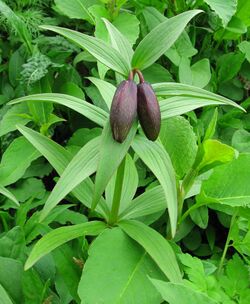 Fritillaria camtschatcensis ssp. alpina 02.jpg