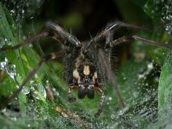 Funnel Web Spider-27527-1.jpg